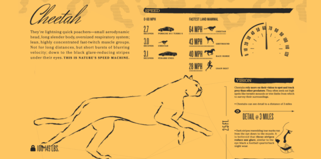Cheetah, Nature’s Speed Machine - Infographics